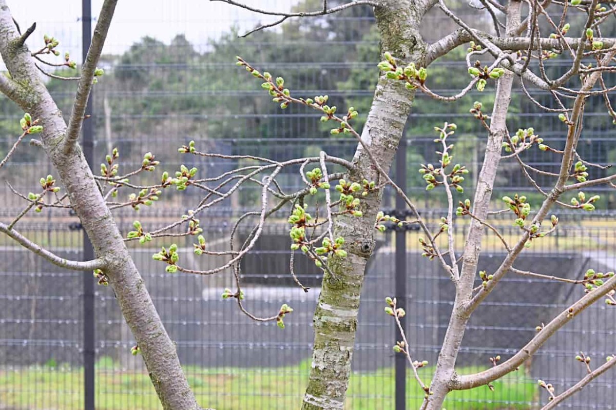 島根県松江市『福田運動公園』に植わる桜の木