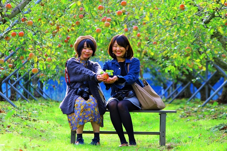 島根県飯南町のフルーツ観光農園「赤来高原観光りんご園」でのりんご狩りの様子