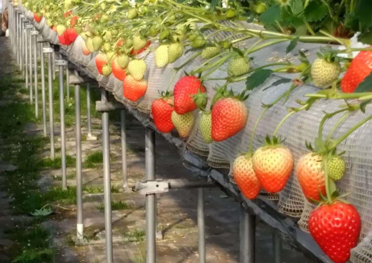 鳥取県湯梨浜町にあるいちご狩り園『小林農園』のハウス内の様子