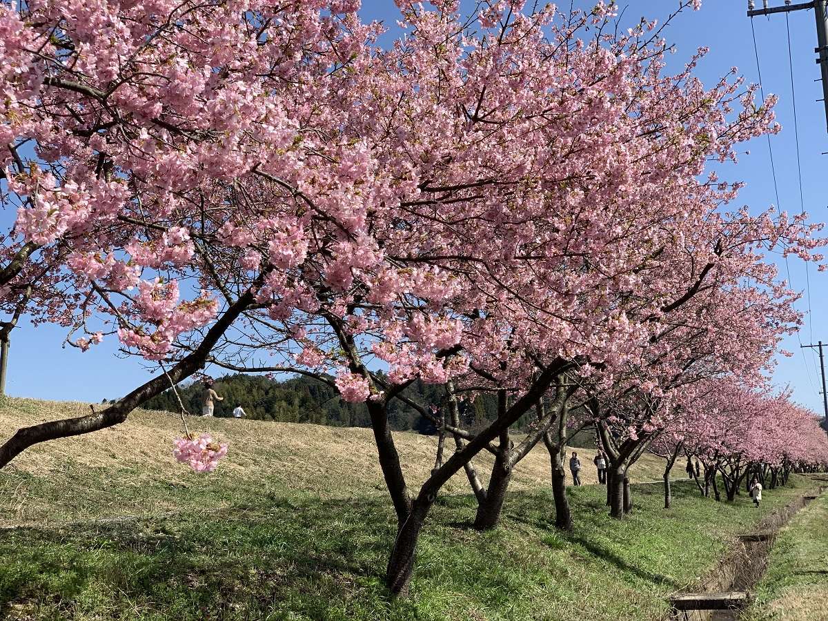 島根県雲南市のお花見スポット『赤川河津桜』の開花の様子