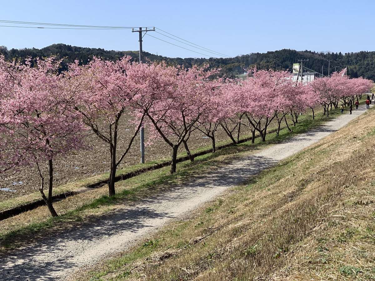 島根県雲南市のお花見スポット『赤川河津桜』の開花の様子