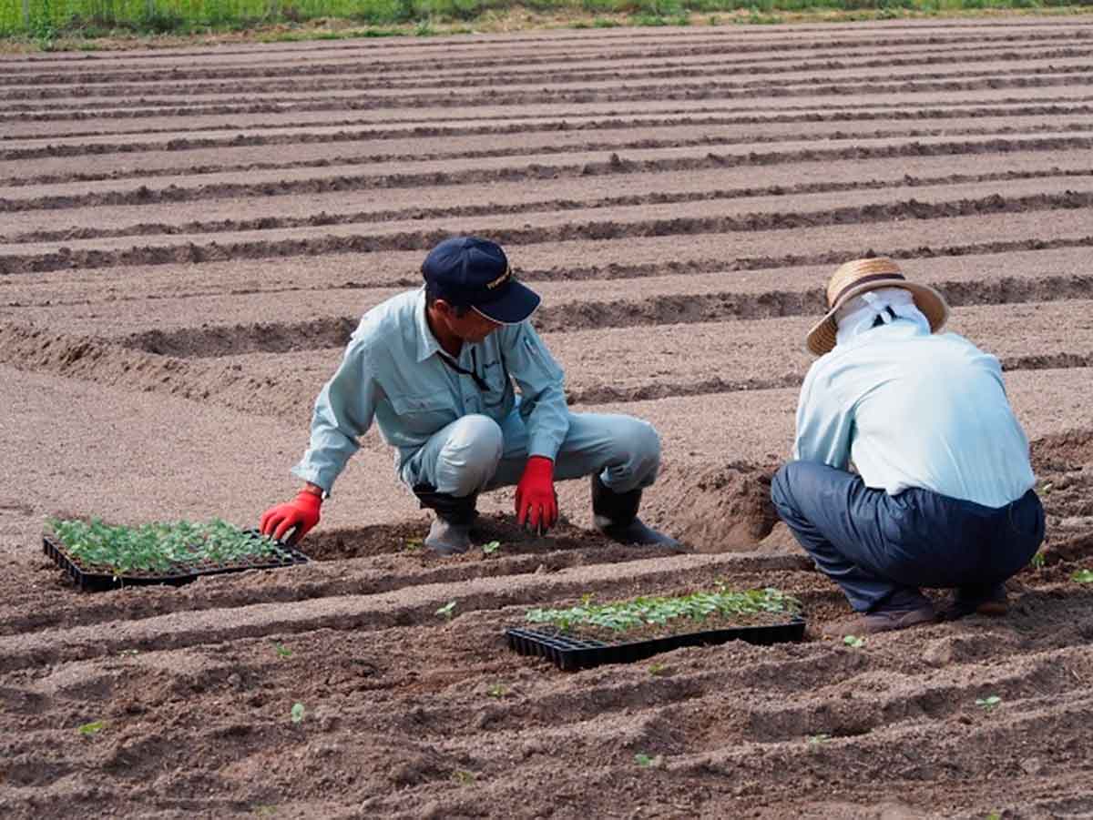 今 大注目のスーパーフード えごま の収穫体験が島根県の奥出雲町でできる 日刊lazuda ラズダ 島根 鳥取を知る 見る 食べる 遊ぶ 暮らすwebマガジン