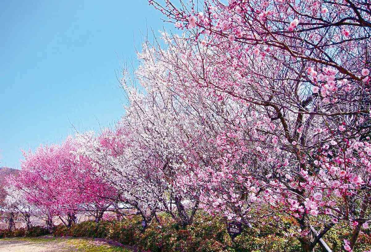 20210408おでかけマンスリー徳島29