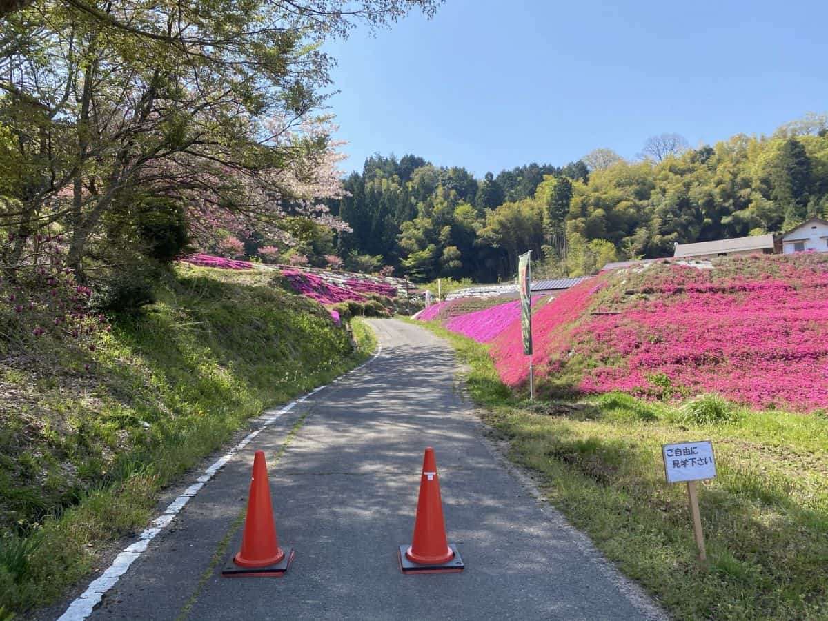 島根県_安来市広瀬町_芝桜_お花スポット_お花畑