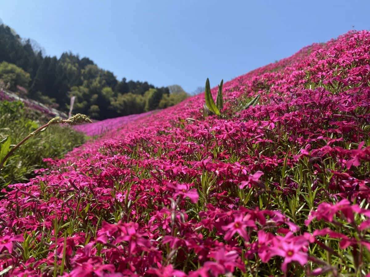 島根県_安来市広瀬町_芝桜_お花スポット_お花畑