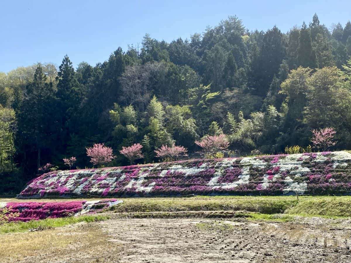 島根県_安来市広瀬町_芝桜_お花スポット_お花畑