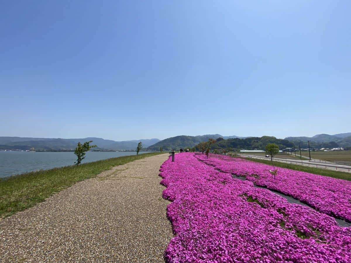 東郷湖羽合臨海公園_芝桜_湯梨浜町_お出かけ_子連れ_ランニング