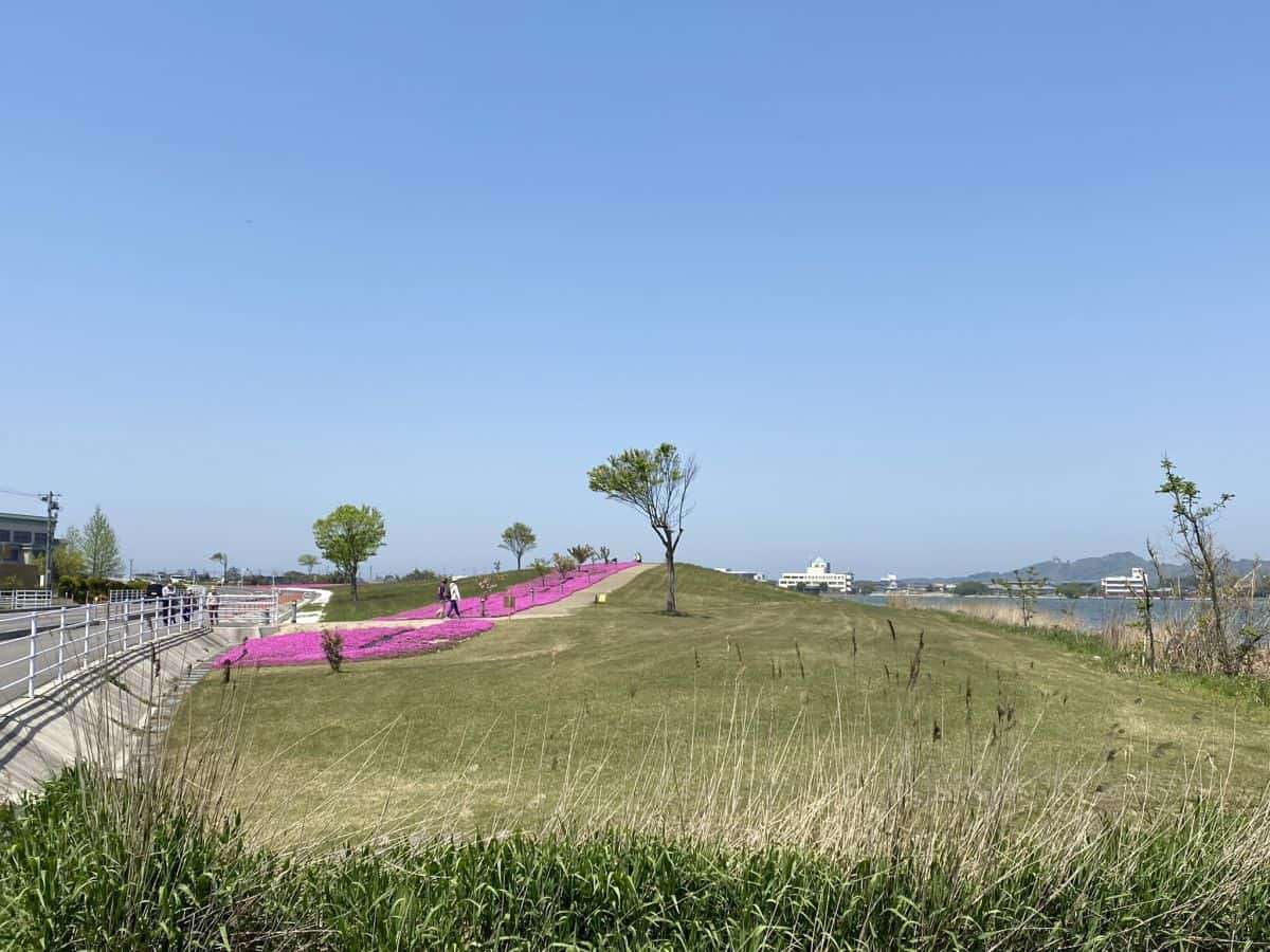 東郷湖羽合臨海公園_芝桜_湯梨浜町_お出かけ_子連れ_ランニング