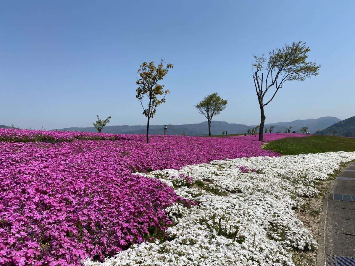 東郷湖羽合臨海公園_芝桜_湯梨浜町_お出かけ_子連れ_ランニング