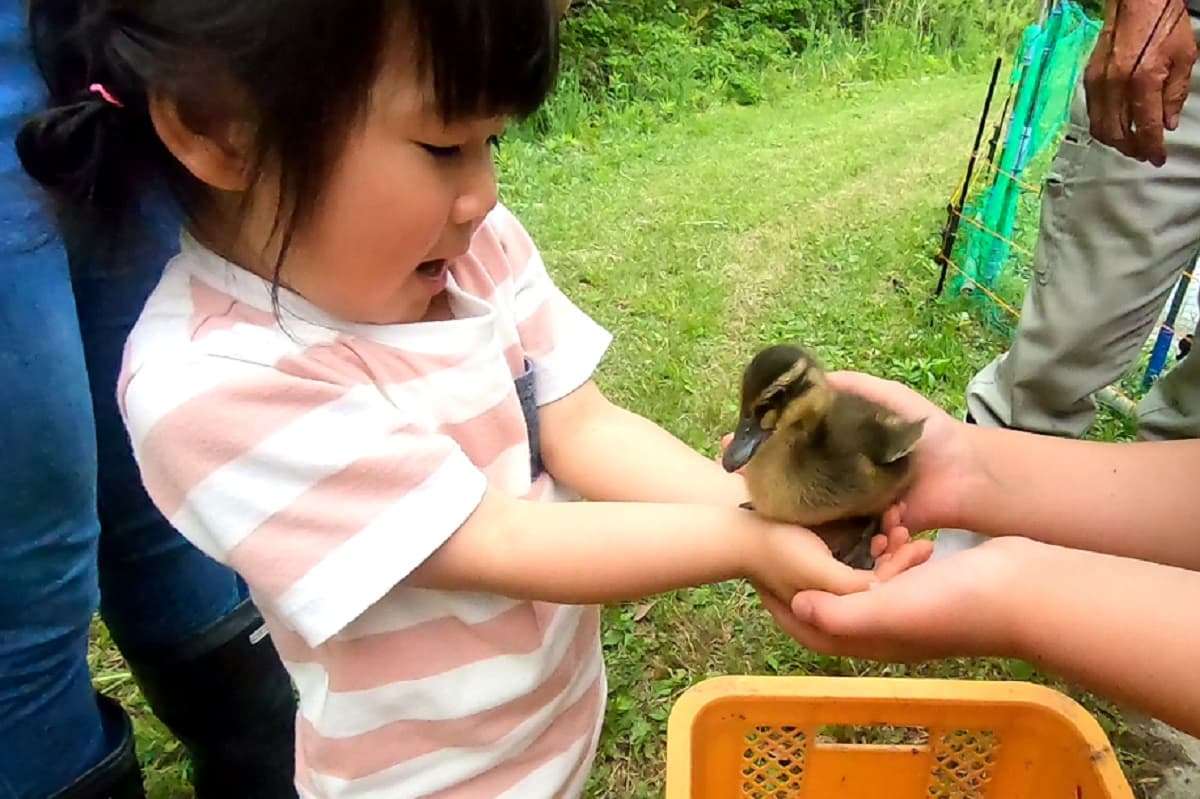 島根県飯南町で開催されるイベント「カモしゃん入田式」の様子