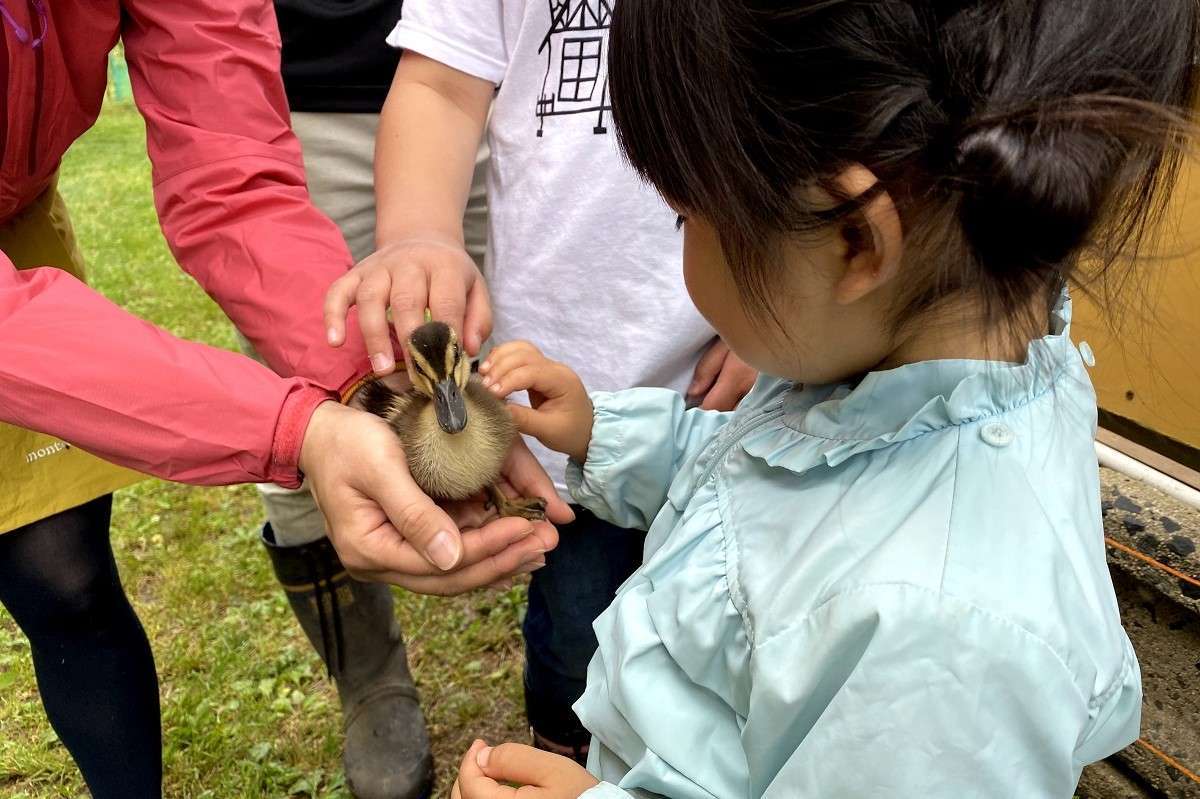 島根県飯南町で開催されるイベント「カモしゃん入田式」の様子