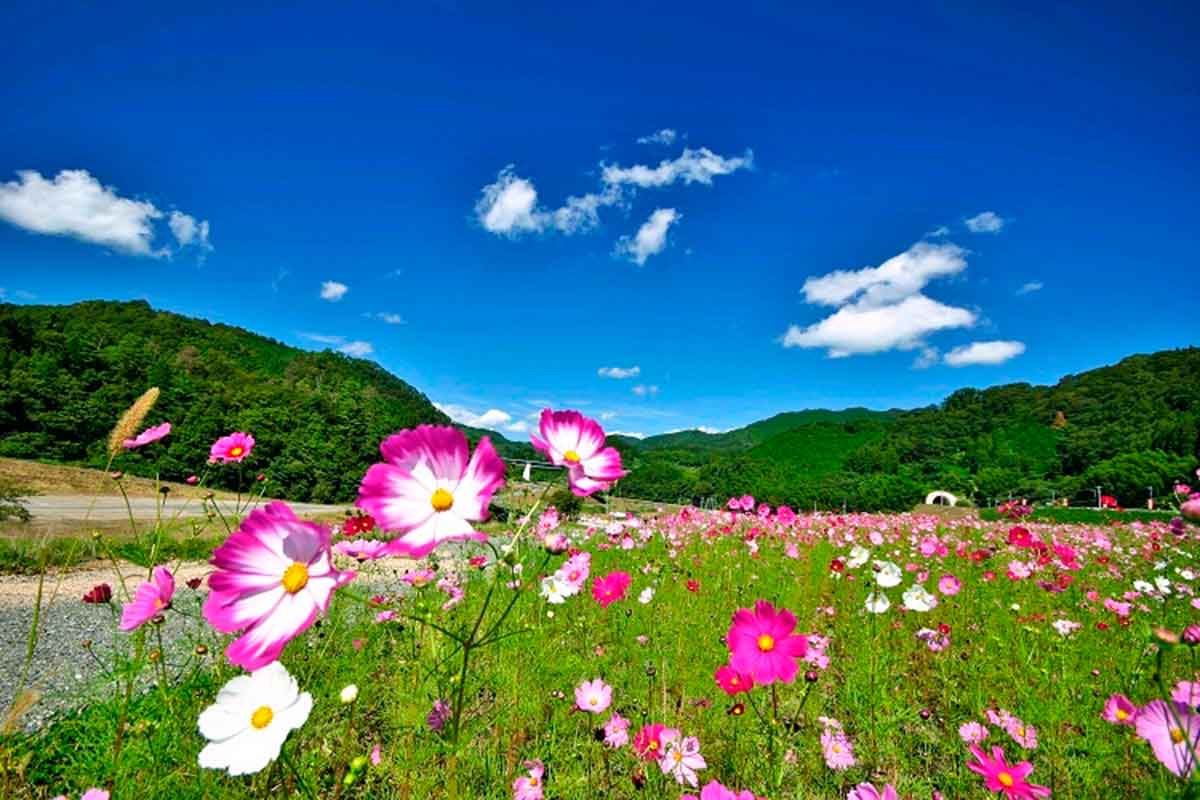 島根県飯南町にあるコスモスの名所『東三瓶フラワーバレー』の開花中の様子