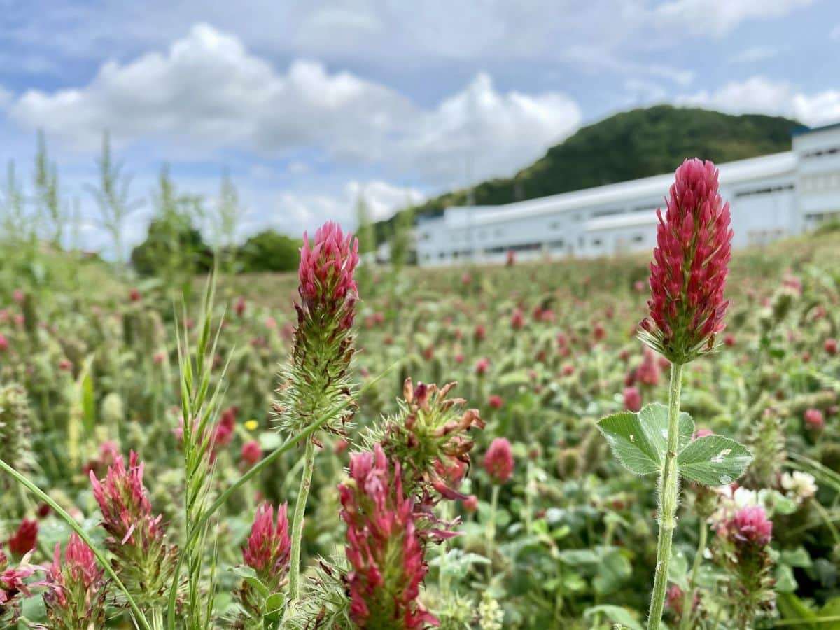 松江市八雲町_ストロベリーキャンドル_お花畑