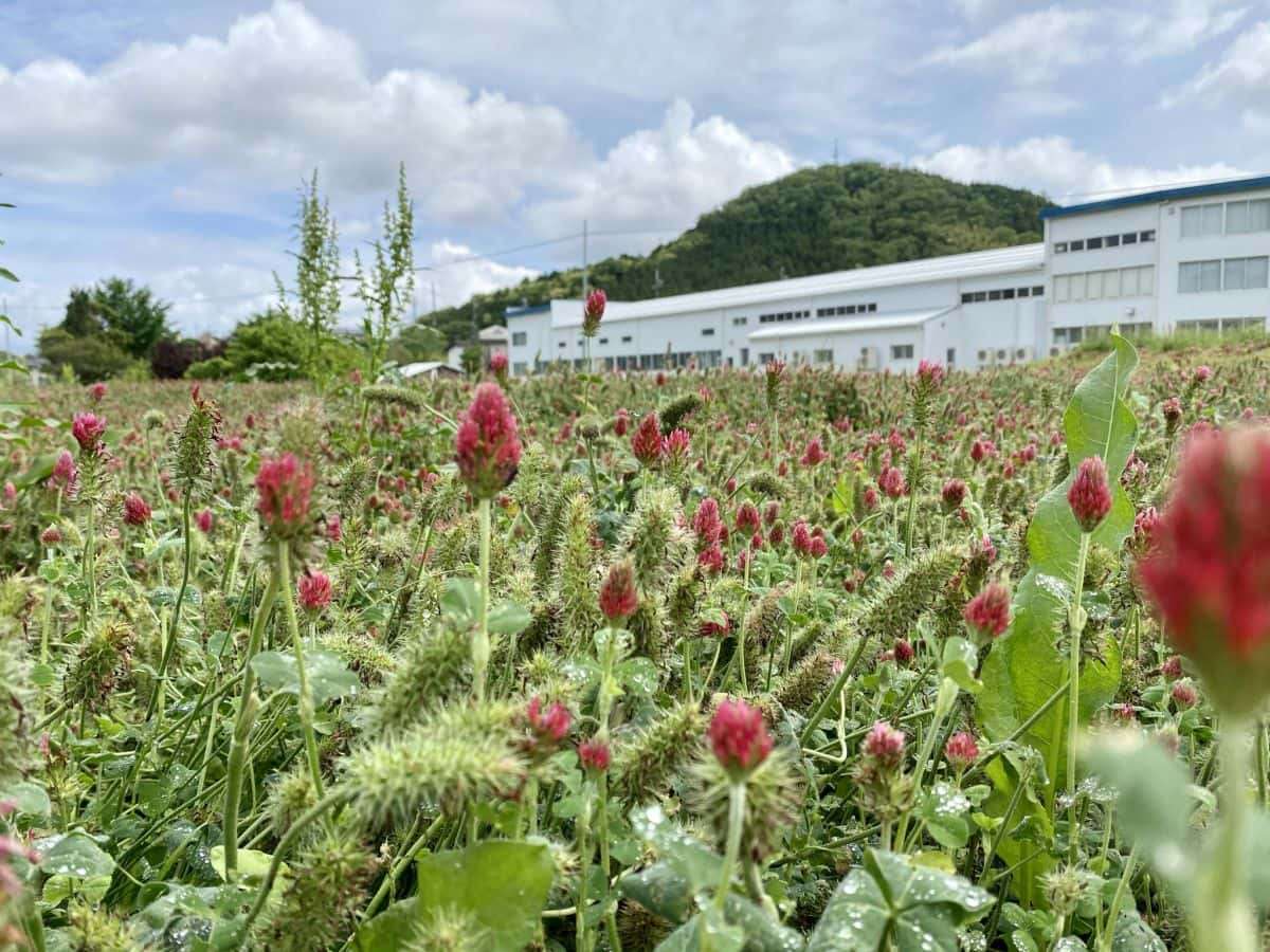 松江市八雲町_ストロベリーキャンドル_お花畑