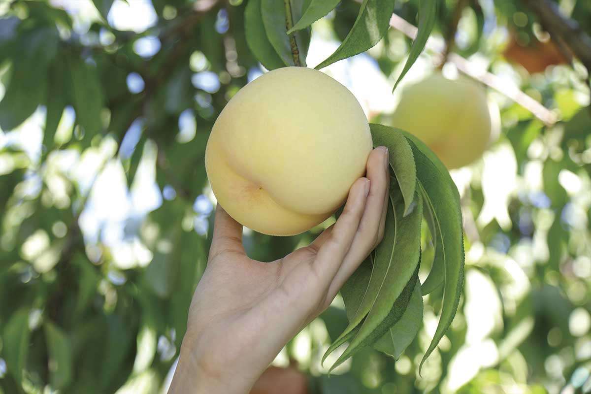 20210610おでかけマンスリー岡山08_桃茂実苑