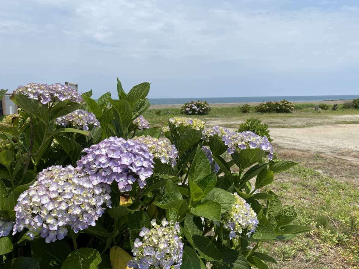 鳥取県琴浦町_あじさいスポット_逢束あじさい公園_見ごろ_駐車場_料金