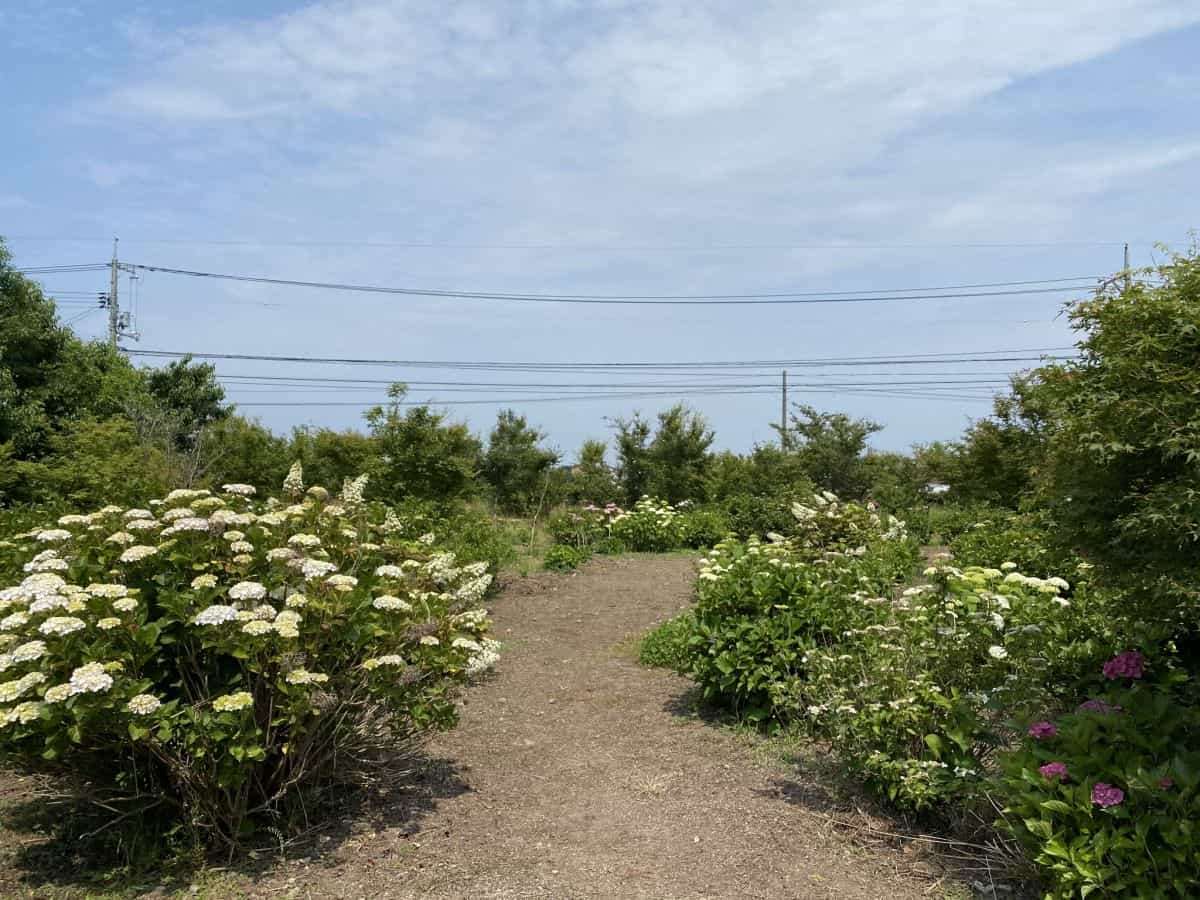 鳥取県米子市_あじさいスポット_大神山神社_見ごろ_駐車場_料金