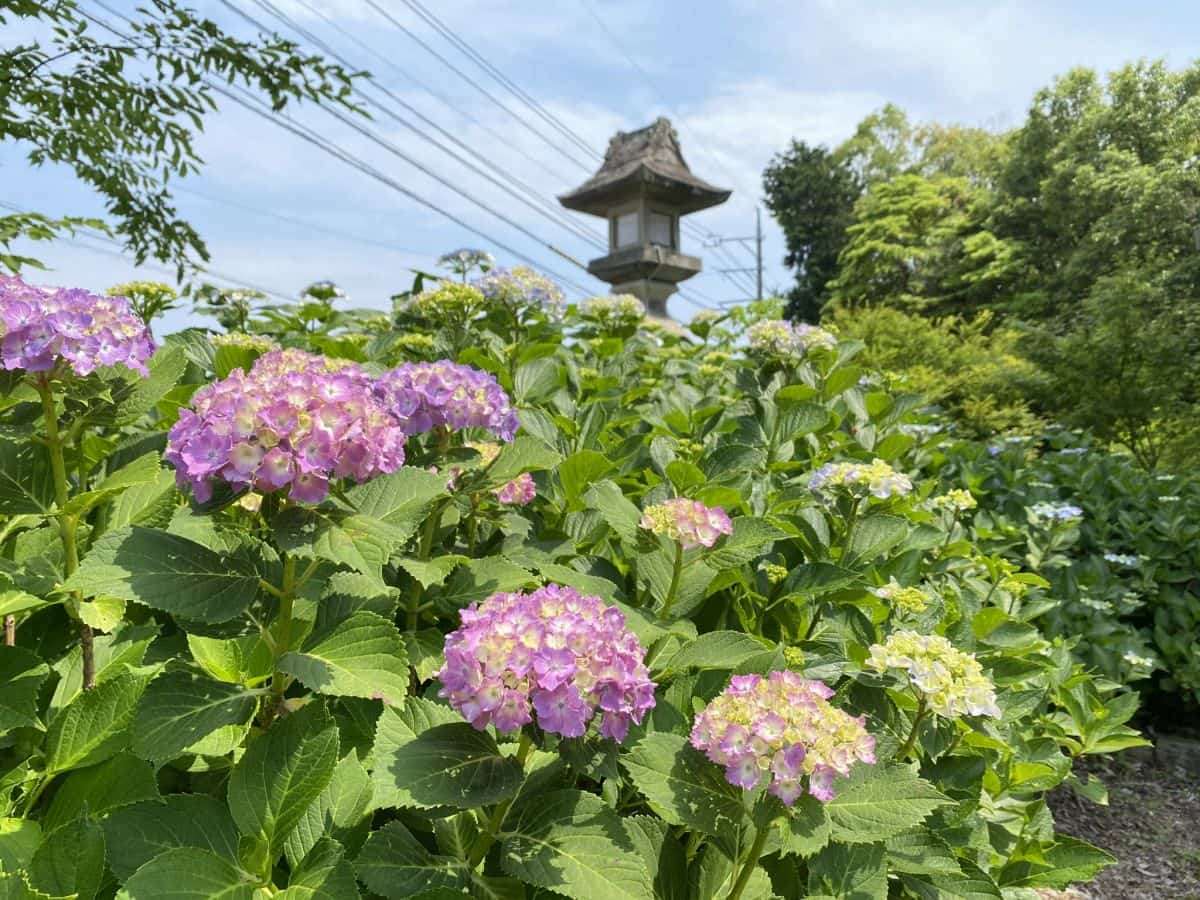 鳥取県米子市_あじさいスポット_大神山神社_見ごろ_駐車場_料金