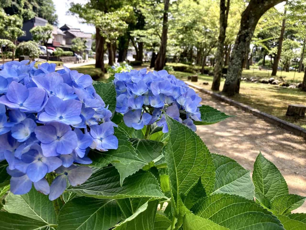 鳥取市_樗谿公園_おうちだに_子連れ_人気_オススメ＿おでかけ_