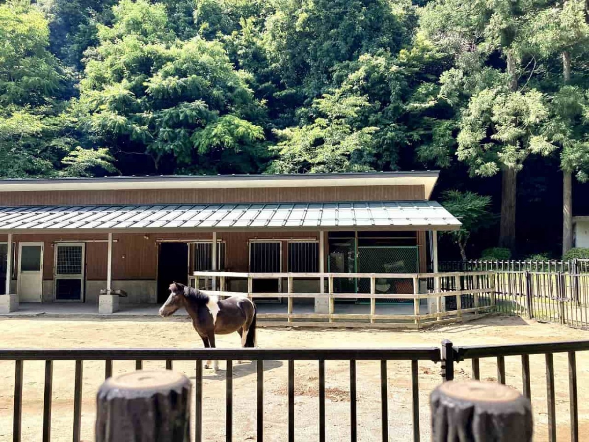 鳥取市_樗谿公園_おうちだに_子連れ_人気_オススメ＿おでかけ_