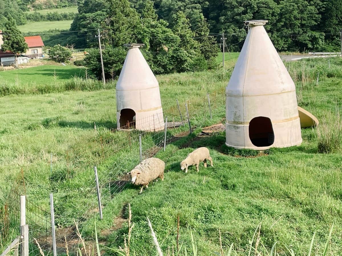 島根県邑南町_観光_穴場_人気_摘み樹ガーデン_お花畑_動物ふれ合い体験