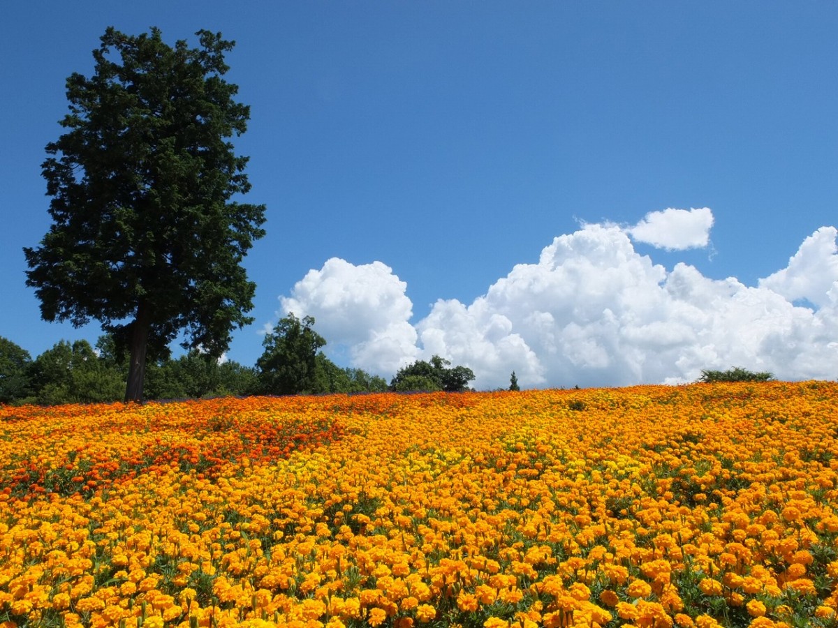 鳥取県南部町_イベント_おすすめ_とっとり花回廊_夏_サマーフェスタ_WeLove山陰キャンペーン