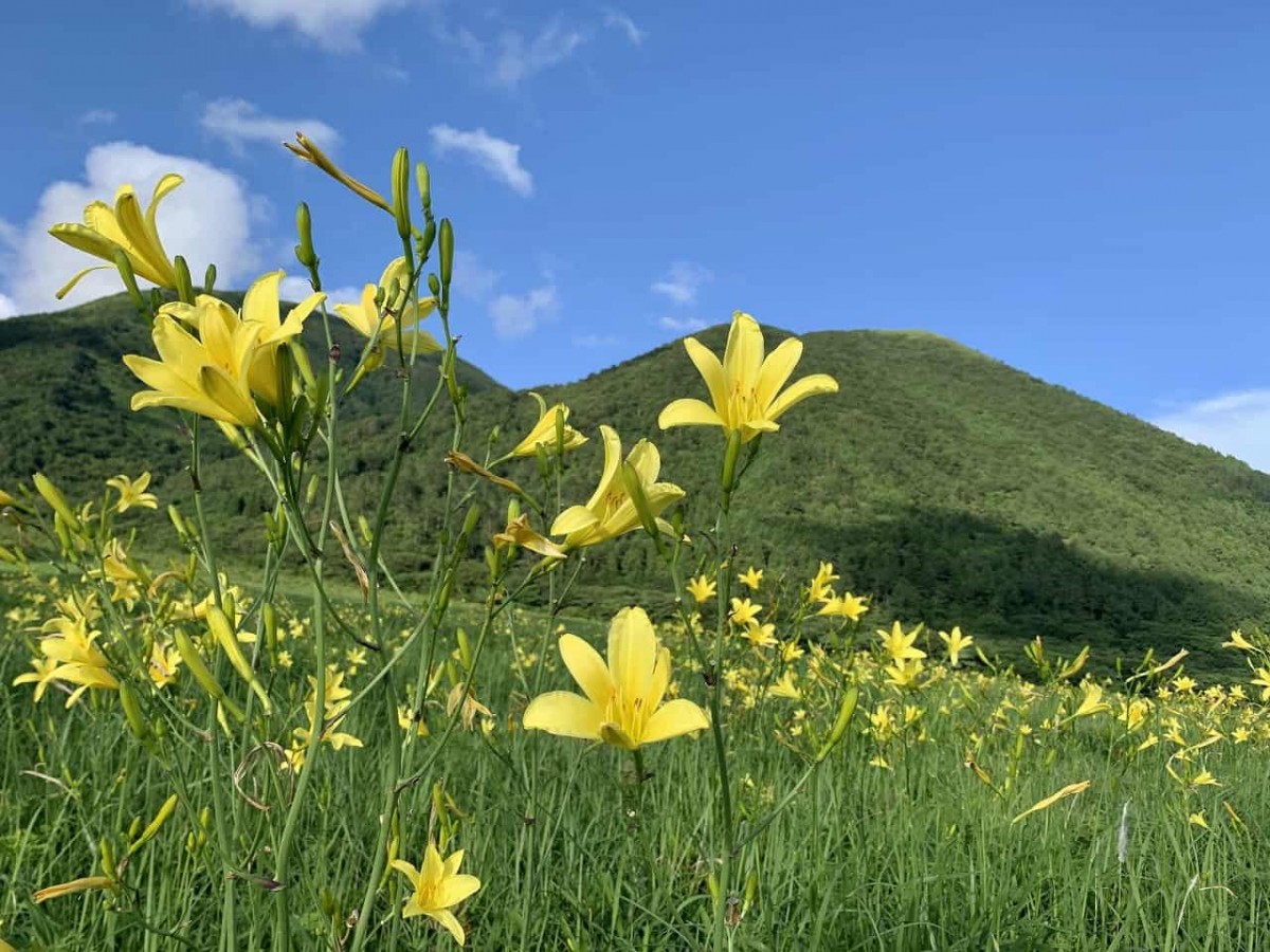 大田市_三瓶山_ユウスゲ_おでかけ_山の駅さんべ_映えスポット_写真_カメラ_夏の花_オススメ