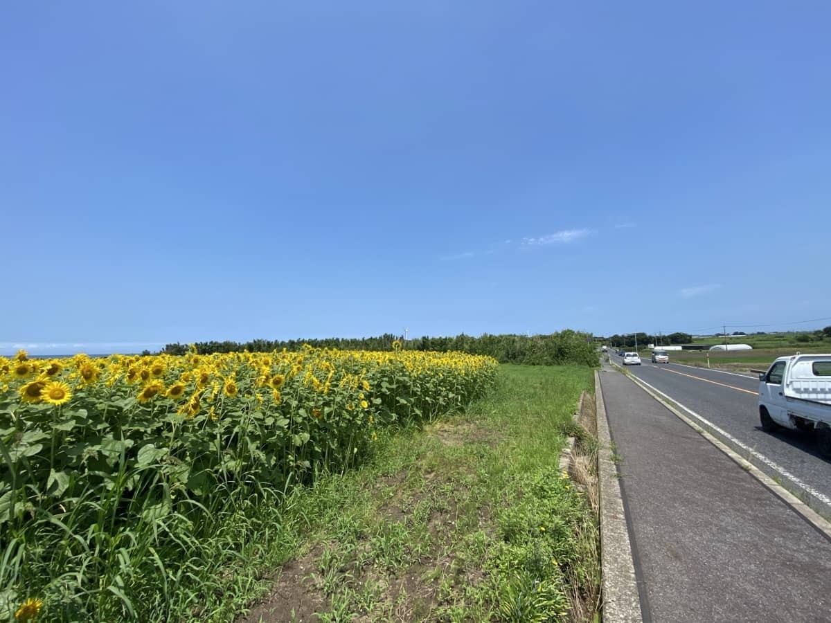 鳥取県大山町_ひまわり畑_穴場_海の見える_絶景