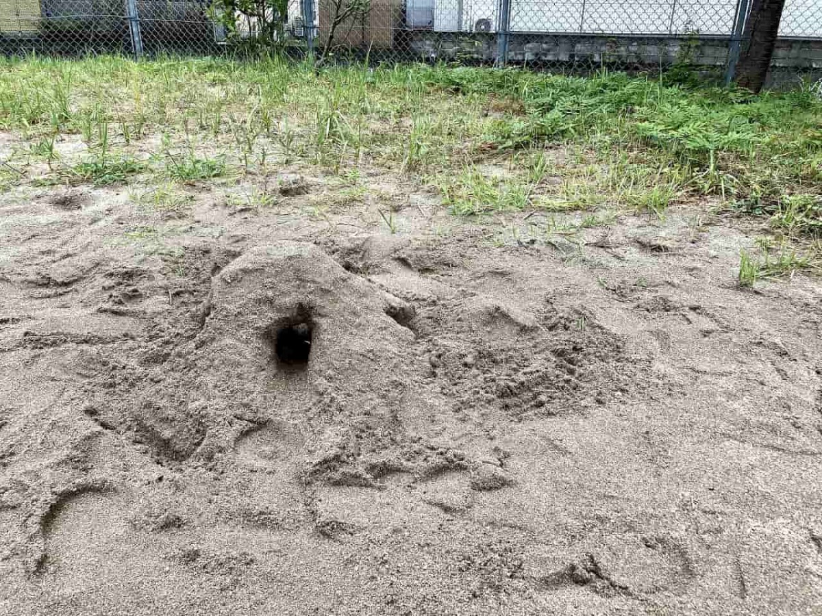 米子市_公園_オススメ_お出かけ_懐かしい_夜見新開公園_カエル公園_かえる