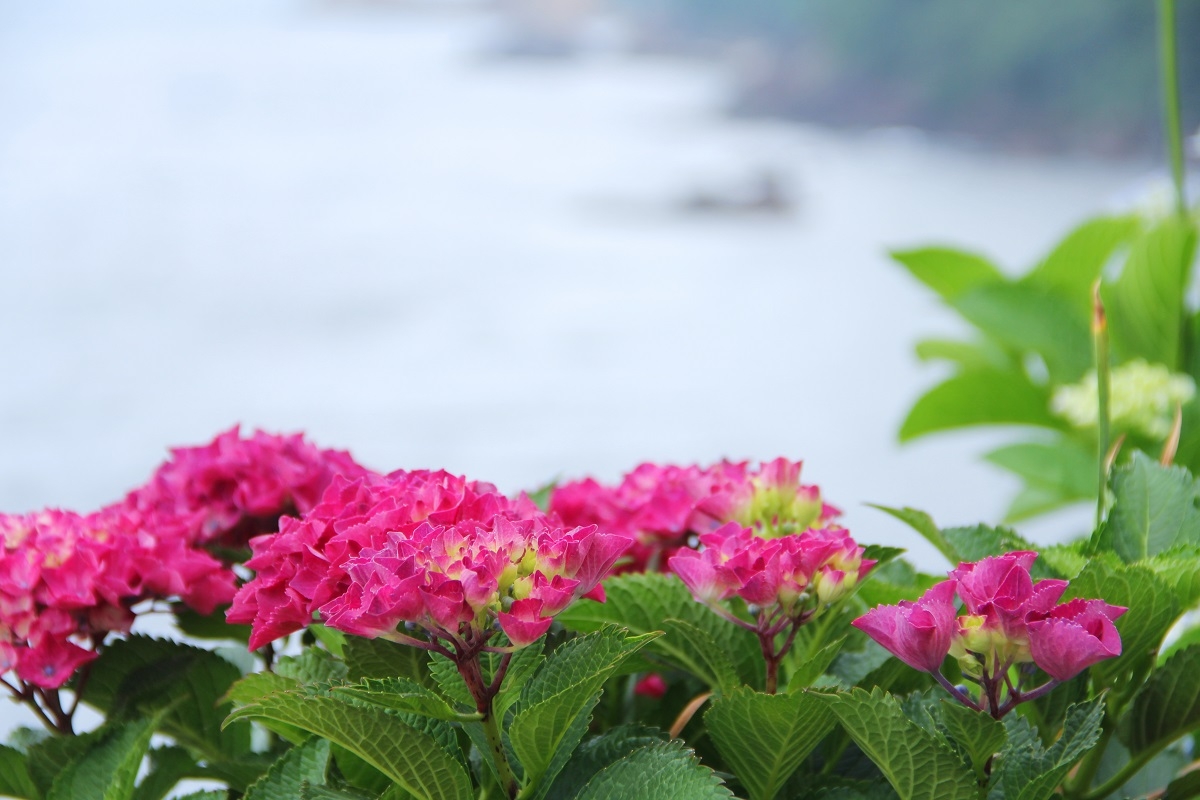 島根県松江市の美保関町に咲くアジサイ