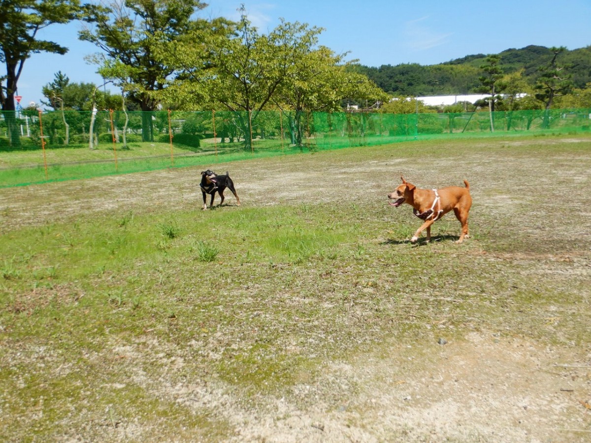 鳥取県湯梨浜町_ドッグラン_東郷湖_料金_場所_アクセス_いつまで