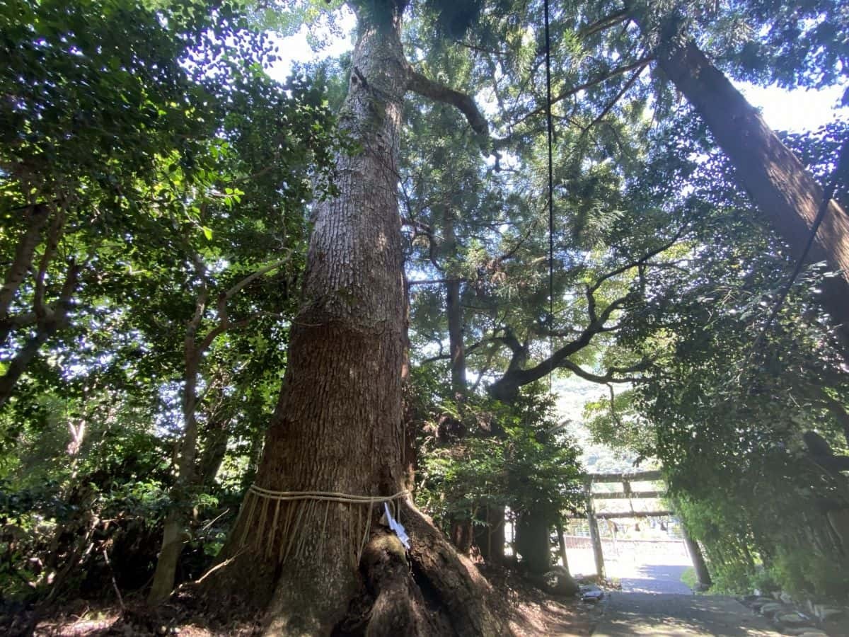 鳥取県八頭町_大江神社_観光_穴場_おすすめ