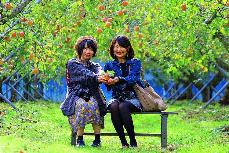島根県飯南町にあるコスモスの名所『東三瓶フラワーバレー』の立ち寄りスポット『赤来高原観光りんご園』