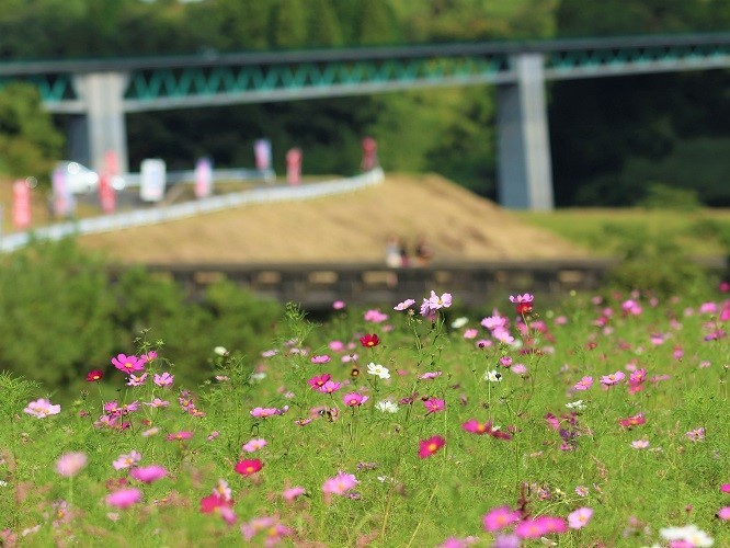 島根県飯南町_ポピー_子ども連れ_人気_おでかけ