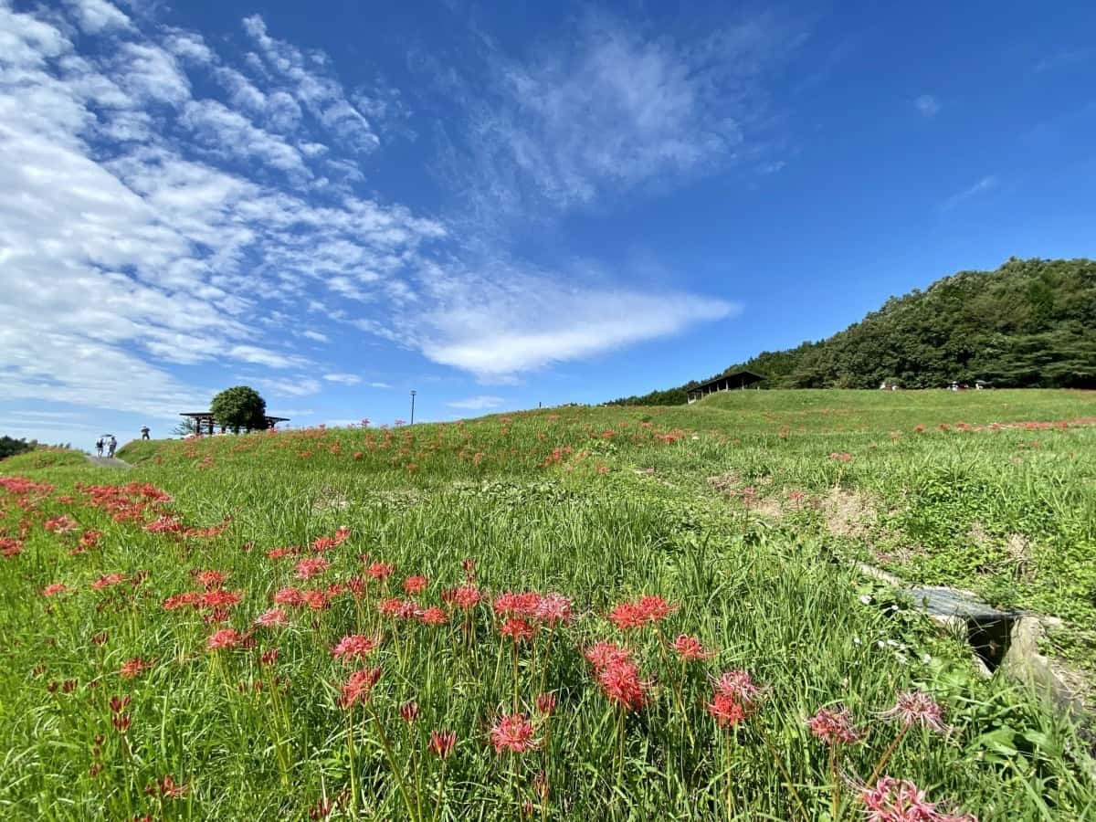 鳥取県米子市_彼岸花_名所_上淀廃寺_アクセス_見ごろ_時期_料金_駐車場