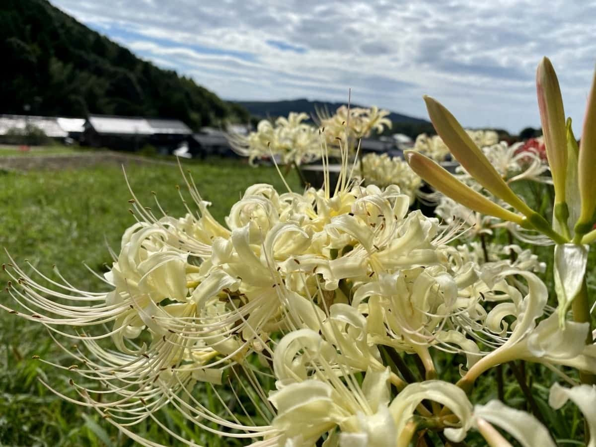 鳥取県米子市_彼岸花_名所_上淀廃寺_アクセス_見ごろ_時期_料金_駐車場