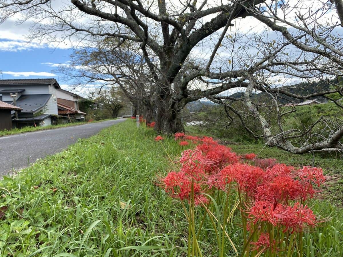 鳥取県南部町_法勝寺川土手_彼岸花_見ごろ_アクセス