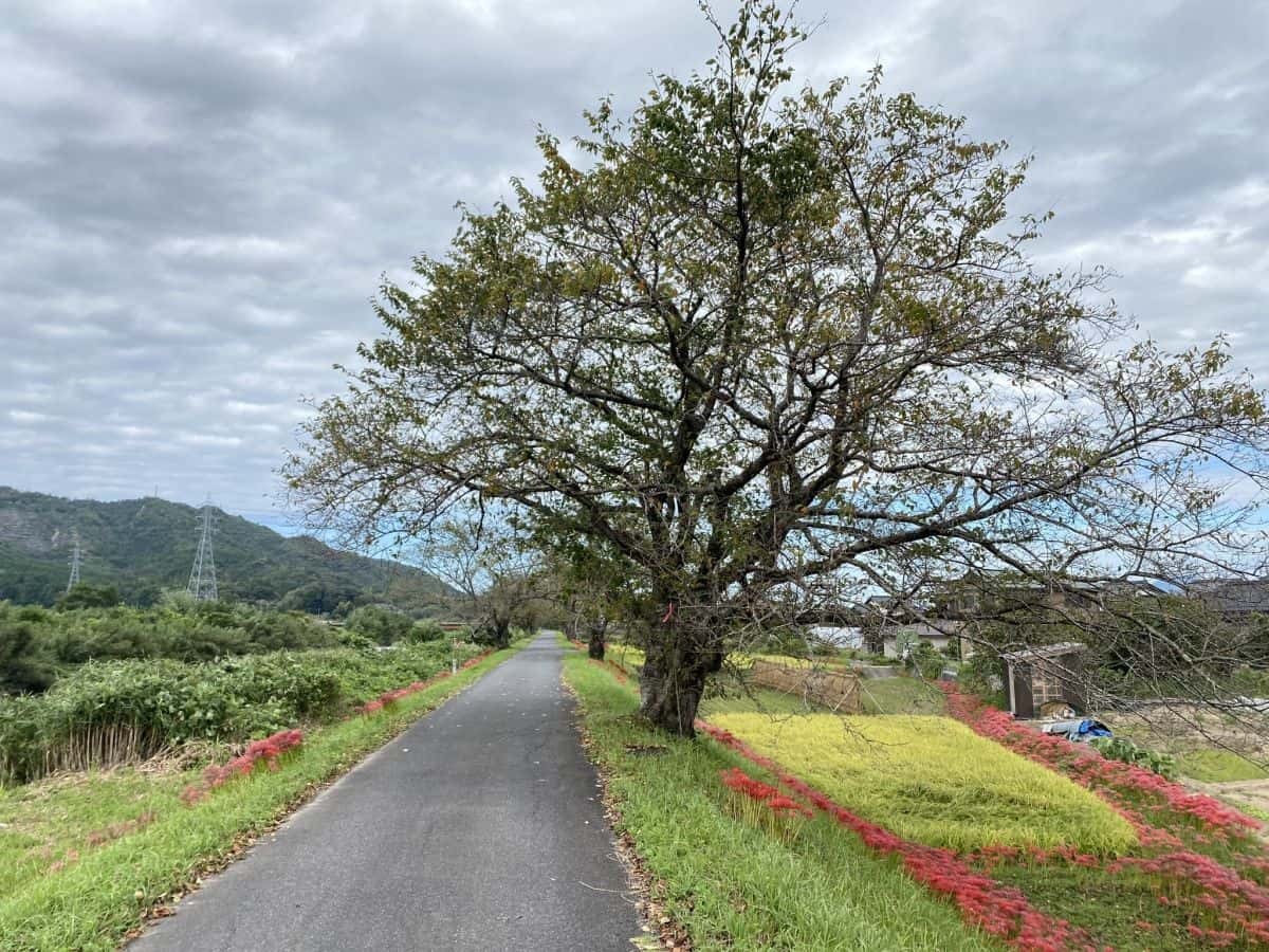 鳥取県南部町_法勝寺川土手_彼岸花_見ごろ_アクセス