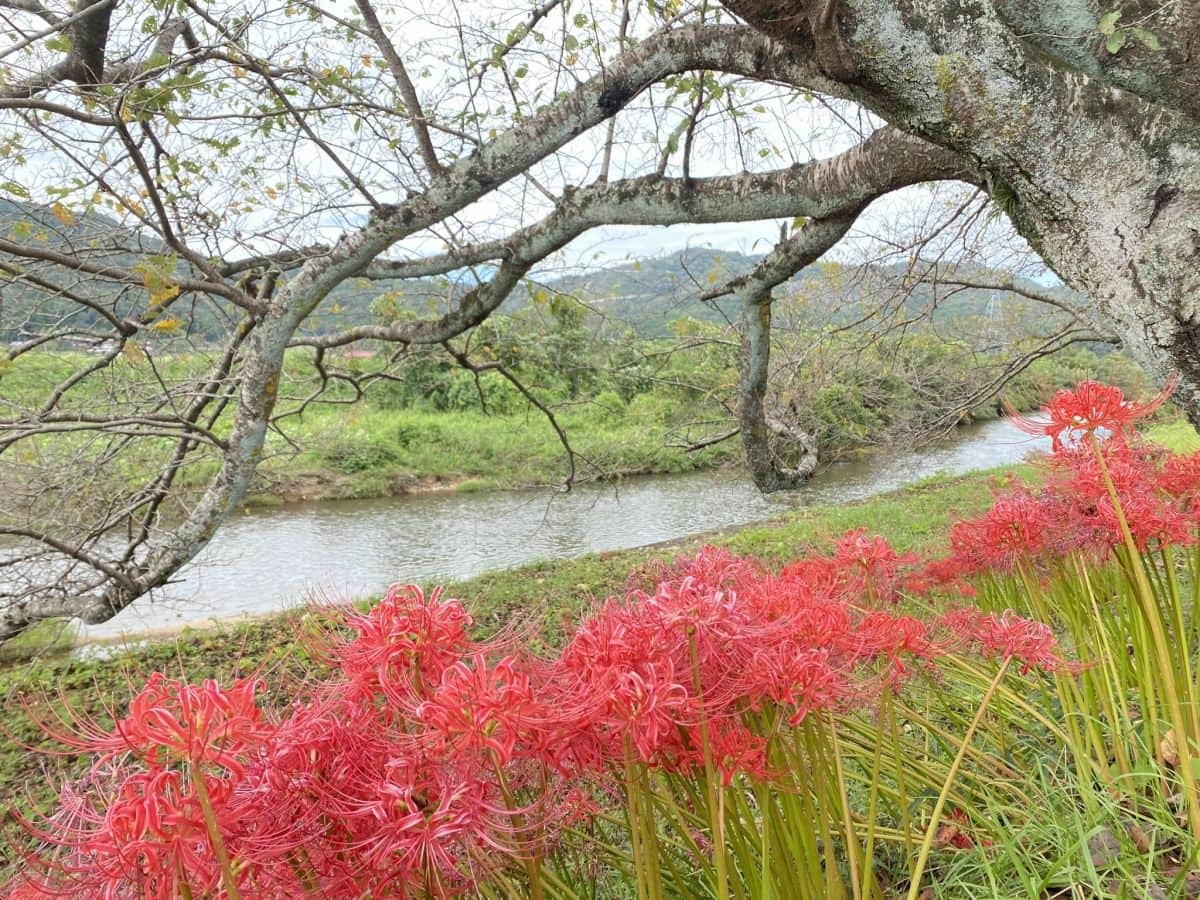 鳥取県南部町_法勝寺川土手_彼岸花_見ごろ_アクセス