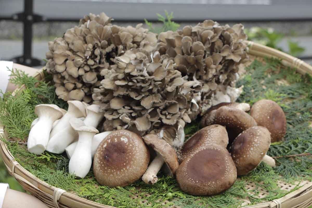 20210928おでかけマンスリー島根25_舞茸奥出雲1