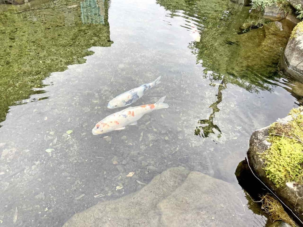 鳥取市鹿野町_公園_遊具_すべり台_おすすめ_ピクニック_鹿野町温泉公園_駐車場_場所