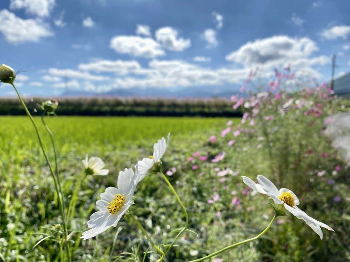 鳥取県大山町_コスモス畑_仁王堂公園