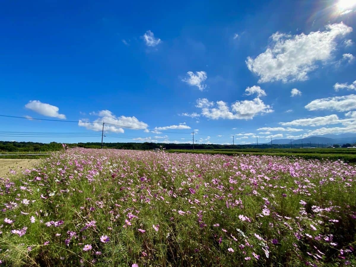 鳥取県大山町_コスモス畑_仁王堂公園