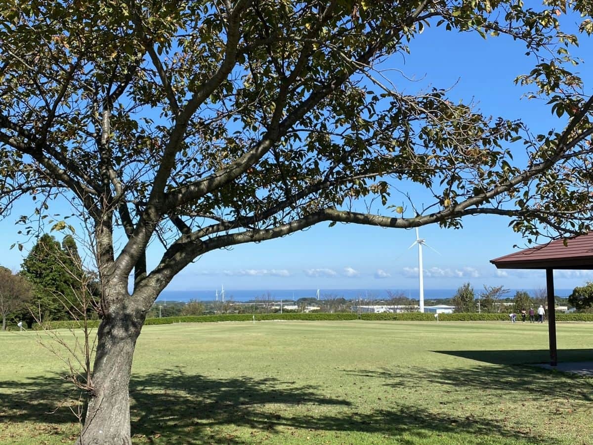 鳥取県大山町_コスモス畑_仁王堂公園