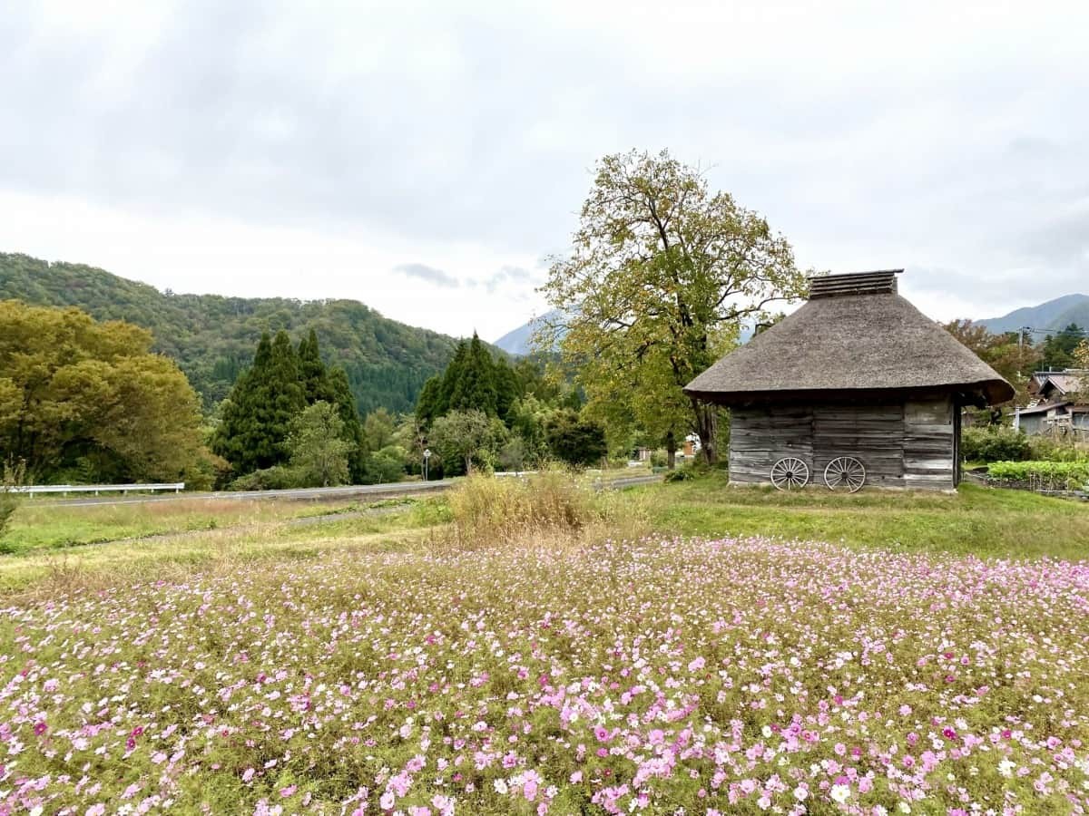 鳥取県江府町_御机の茅葺小屋_みづくえのかやぶきごや_場所_コスモス_大山_観光