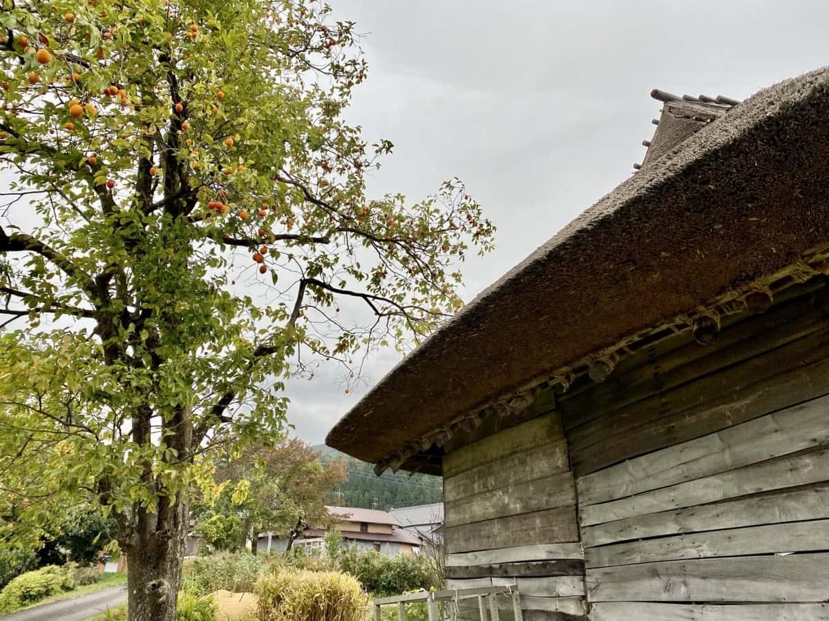 鳥取県江府町_御机の茅葺小屋_みづくえのかやぶきごや_場所_コスモス_大山_観光