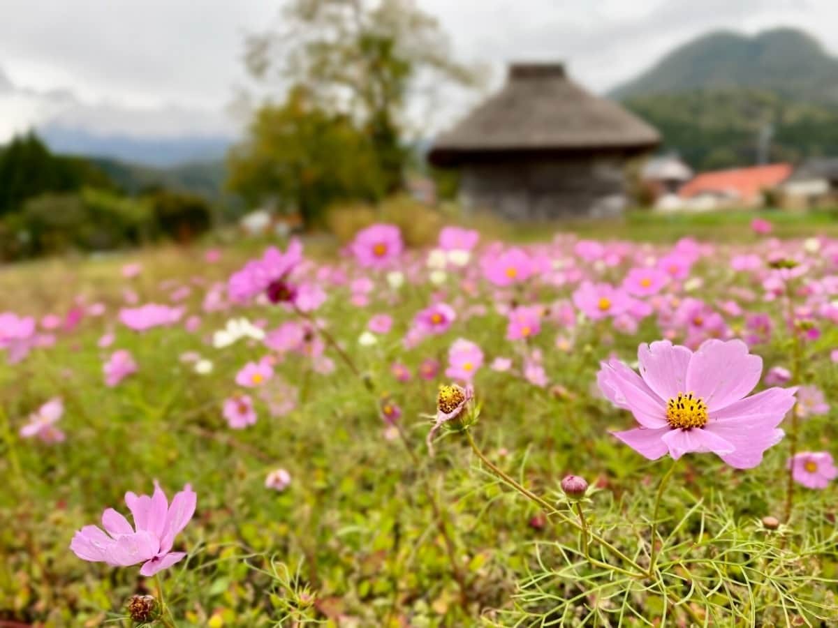 鳥取県江府町_御机の茅葺小屋_みづくえのかやぶきごや_場所_コスモス_大山_観光