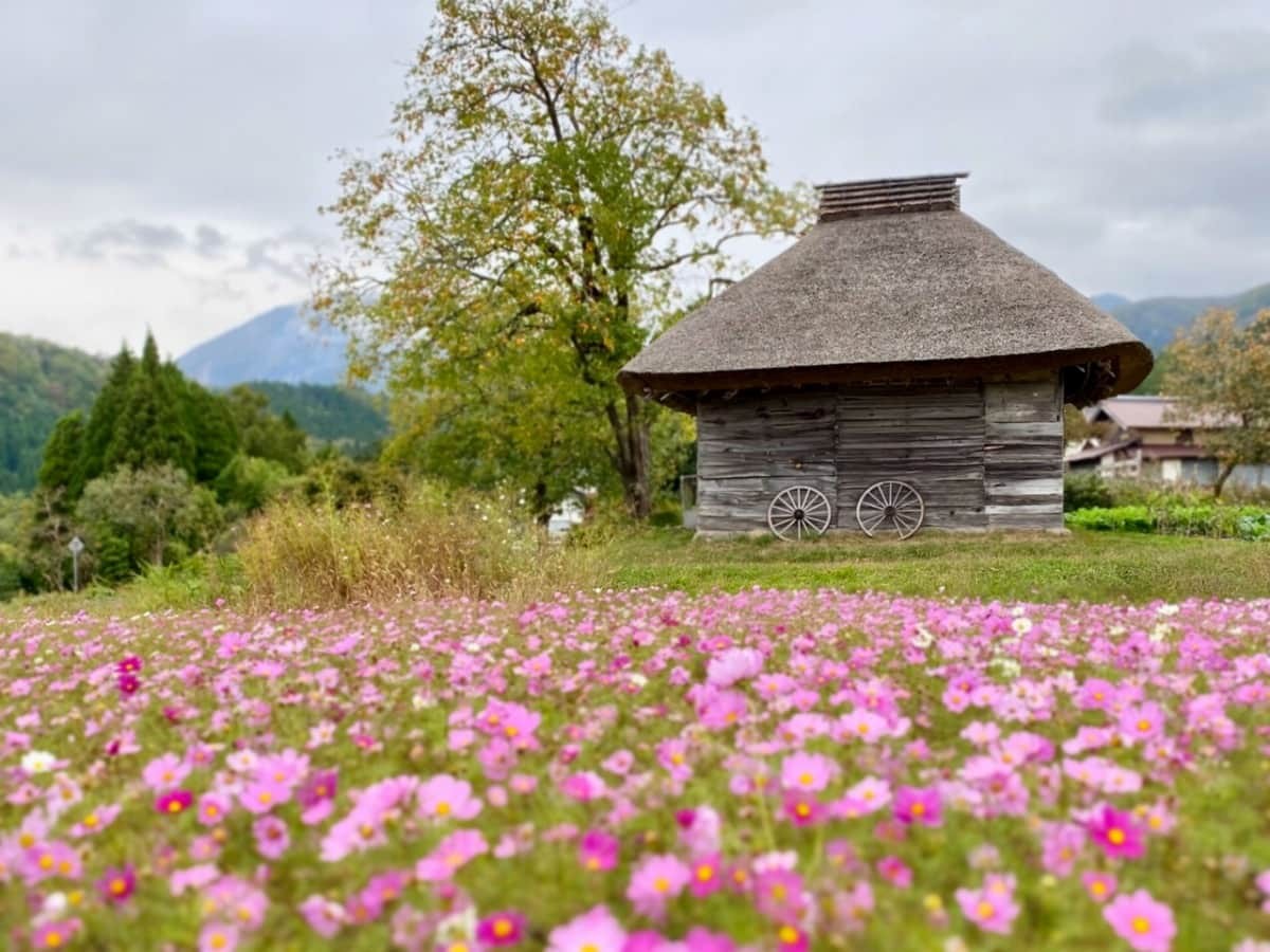 江府町 御机の茅葺小屋 のコスモスが満開 心が浄化される絶景です 山陰フォト散歩 日刊lazuda ラズダ 島根 鳥取を知る 見る 食べる 遊ぶ 暮らすwebマガジン