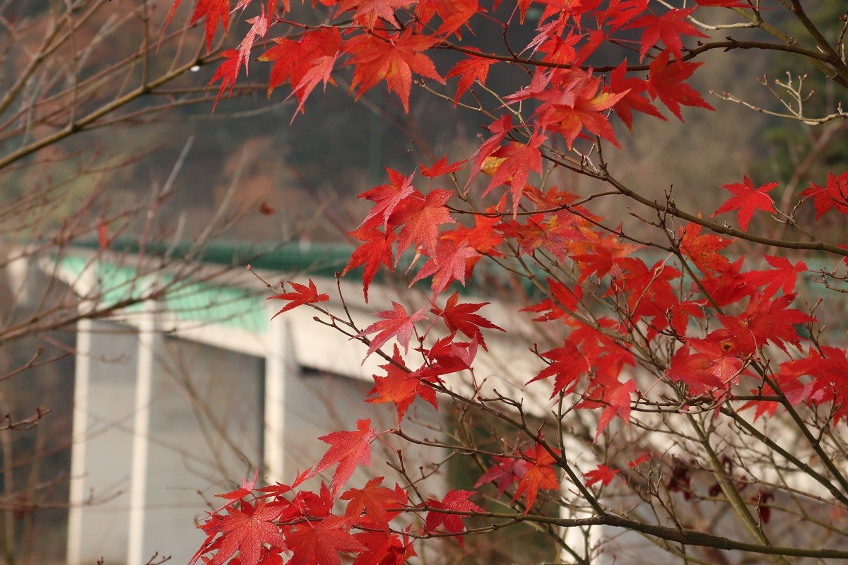 島根県飯南町の穴場紅葉スポット「志津見大橋」周辺の紅葉の様子