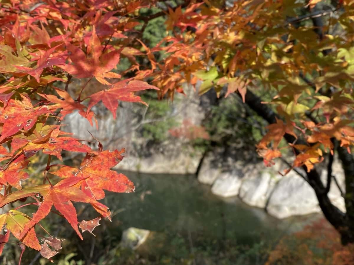 鳥取県日南町_紅葉_おすすめ_穴場_石霞渓_見ごろ_時期_駐車場